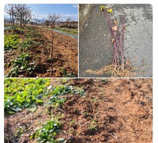 진문거사님의 기타작물 · 영농일지 작성글 사진