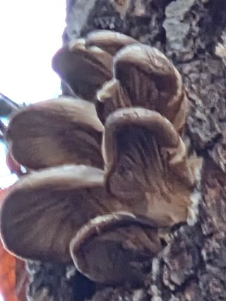 김영옥님의 기타작물 · 영농일지 작성글 사진