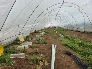 김윤회님의 기타작물 · 영농일지 작성글 사진