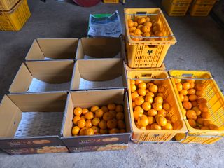 산방자연농원님의 귤 · 영농일지 작성글 사진