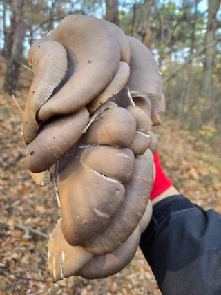 김영옥님의 기타작물 · 영농일지 작성글 사진