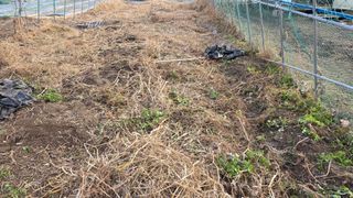 가야산아래촌농님의 기타작물 · 영농일지 작성글 사진