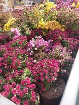 팜모닝 기타작물·영농일지 게시글 이미지