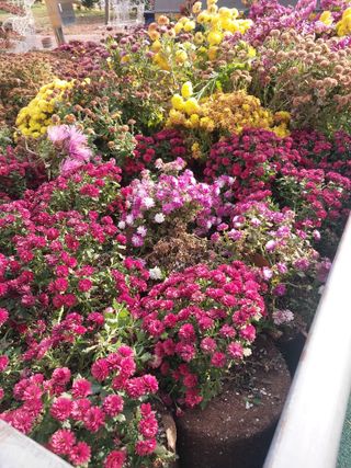 김성환님의 기타작물 · 영농일지 작성글 사진