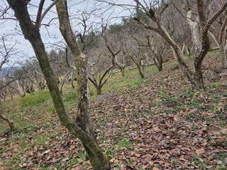 박영애님의 기타작물 · 영농일지 작성글 사진