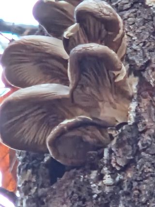 김영옥님의 기타작물 · 영농일지 작성글 사진