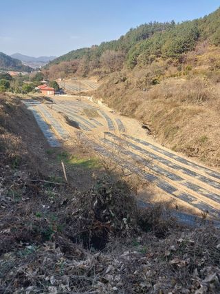 김성환님의 양파 · 영농일지 작성글 사진