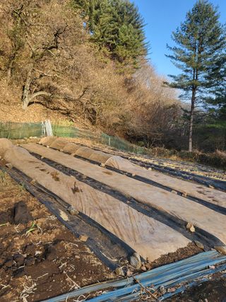 이성남님의 마늘 · 영농일지 작성글 사진