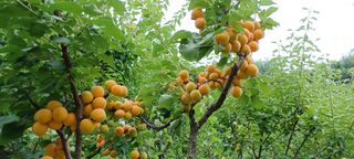 자두17509님의 기타작물 · 영농일지 작성글 사진