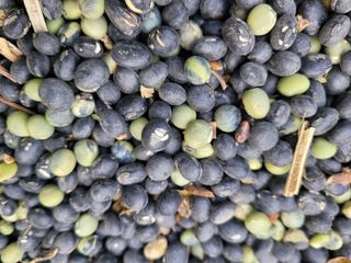 노경자님의 콩 · 영농일지 작성글 사진