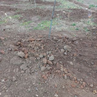 김건우님의 기타작물 · 영농일지 작성글 사진