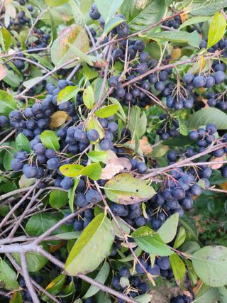 박운규.털보님의 기타작물 · 영농일지 작성글 사진