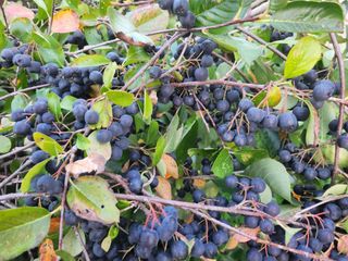 박운규.털보님의 기타작물 · 영농일지 작성글 사진