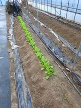 현모양처(양현모)님의 작성글 사진