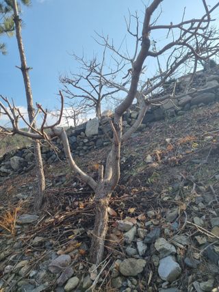 김용대님의 기타작물 · 영농일지 작성글 사진