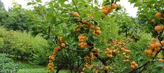 자두17509님의 기타작물 · 영농일지 작성글 사진