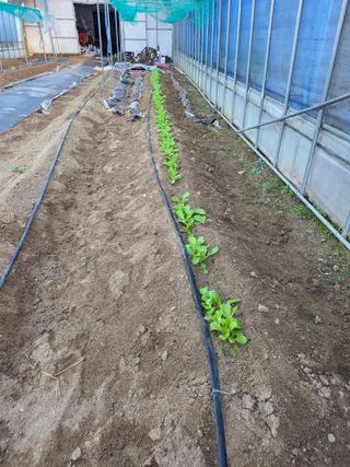 현모양처(양현모)님의 상추 · 영농일지 작성글 사진