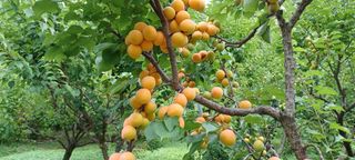 자두17509님의 기타작물 · 영농일지 작성글 사진