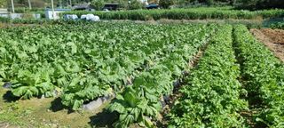 김길수님의 옥수수 · 영농일지 작성글 사진