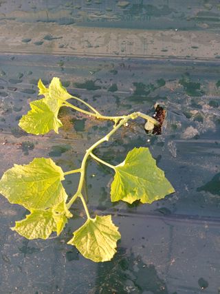 조영임님의 기타작물 · 영농일지 작성글 사진