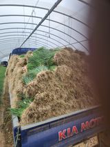 팜모닝 파·영농일지 게시글 이미지