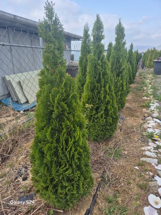 영천경마장조경수농원님의 기타작물 · 영농일지 작성글 사진