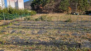 옥재벌님의 기타작물 · 영농일지 작성글 사진