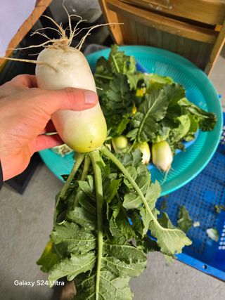 소병찬님의 배추 · 영농일지 작성글 사진