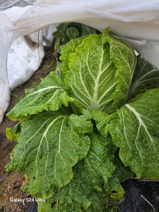 소병찬님의 배추 · 영농일지 작성글 사진