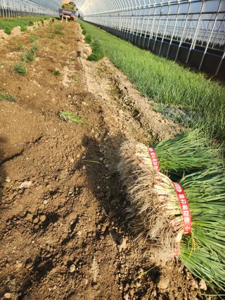 김저팔계님의 파 · 영농일지 작성글 사진