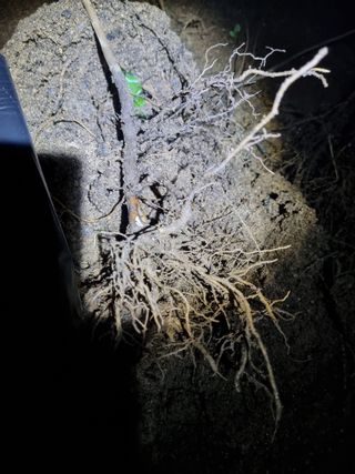 논산푸른팜님의 기타작물 · 영농일지 작성글 사진