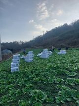 팜모닝 기타작물·영농일지 게시글 이미지