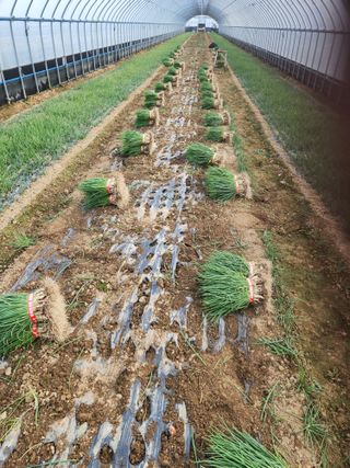 김저팔계님의 파 · 영농일지 작성글 사진