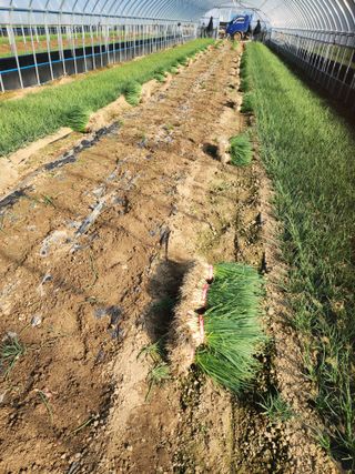 김저팔계님의 파 · 영농일지 작성글 사진