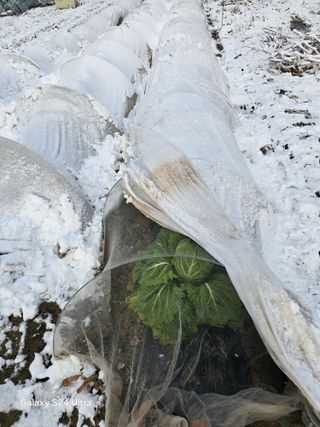 소병찬님의 배추 · 영농일지 작성글 사진