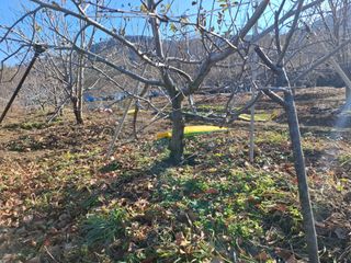 철남 김희곤님의 사과 · 영농일지 작성글 사진