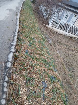 최남옥님의 기타작물 · 영농일지 작성글 사진