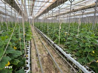 늘햇살팜 님의 기타작물 · 영농일지 작성글 사진