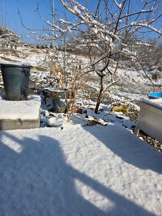 행운아님의 고추 · 영농일지 작성글 사진