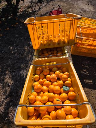 산방자연농원님의 귤 · 영농일지 작성글 사진