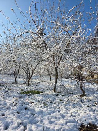 행운아님의 고추 · 영농일지 작성글 사진