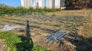 옥재벌님의 기타작물 · 영농일지 작성글 사진