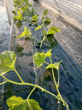 조영임님의 기타작물 · 영농일지 작성글 사진