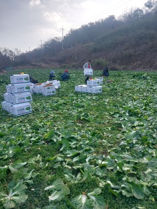 김성환님의 기타작물 · 영농일지 작성글 사진
