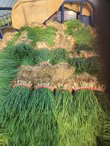 김저팔계님의 작성글 사진