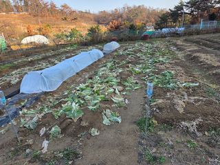 텃밭입문님의 배추 · 영농일지 작성글 사진