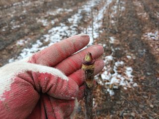 김홍중님의 두릅 · 영농일지 작성글 사진