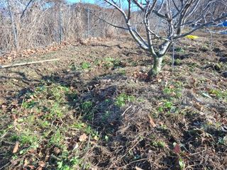 철남 김희곤님의 사과 · 영농일지 작성글 사진