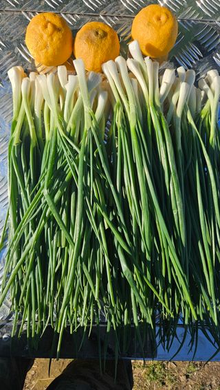 옥재벌님의 기타작물 · 영농일지 작성글 사진