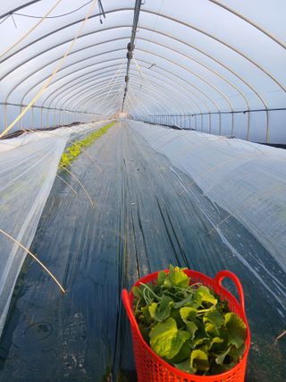 조영임님의 기타작물 · 영농일지 작성글 사진